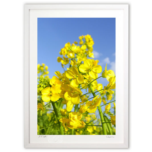 風に揺れる菜の花