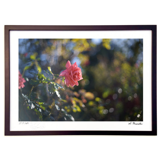 冬晴れの昼下がり