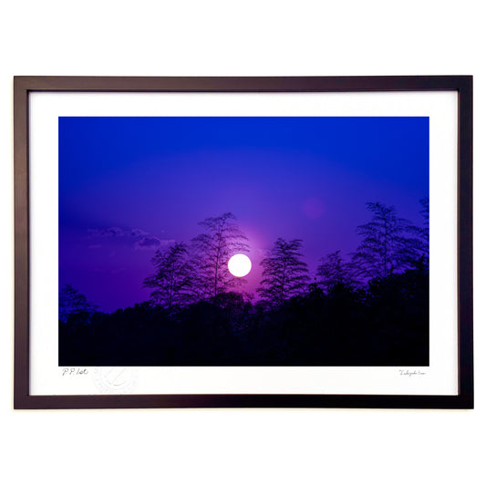 風が．．．其の二　竹藪と夕陽