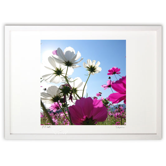 太陽に向かって