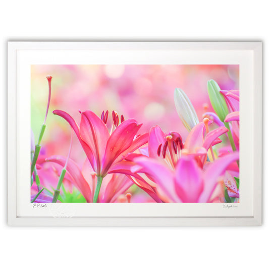 仲良さげに咲き乱れる