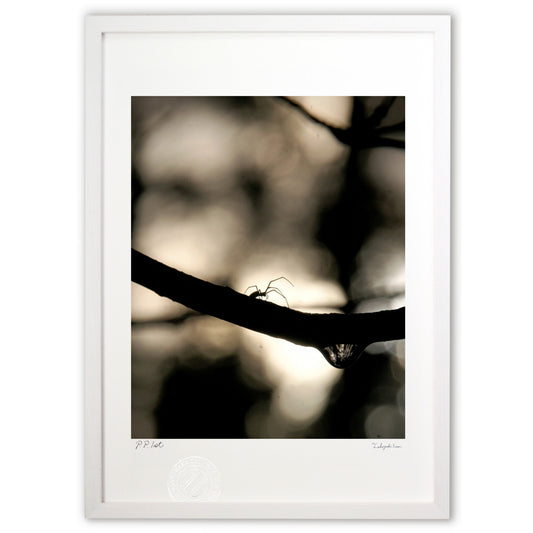 森の住人と逆光