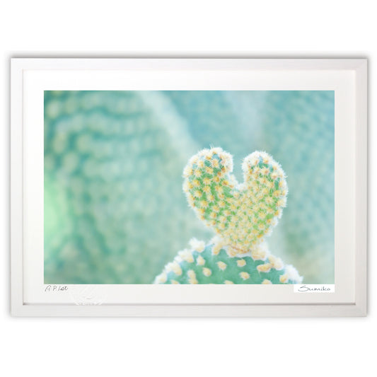 サボテンからのラブレター