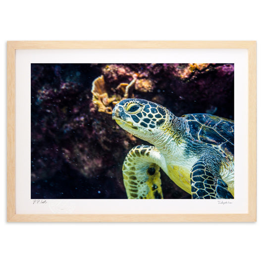 写真　海亀(横)