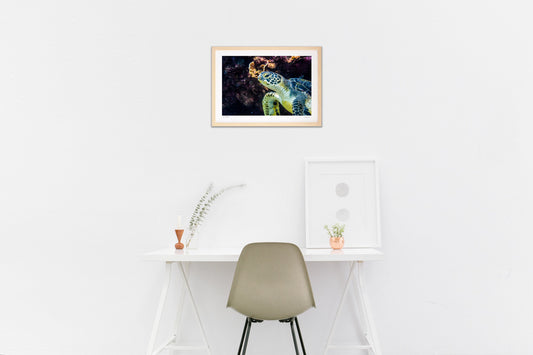 写真　海亀(横)