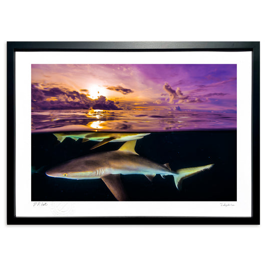 写真　夕焼けのラグーンで出会ったサメ(横)