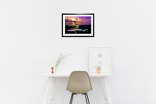 写真　夕焼けのラグーンで出会ったサメ(横)