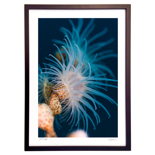 写真　触手を広げるナシジイソギンチャク(縦)