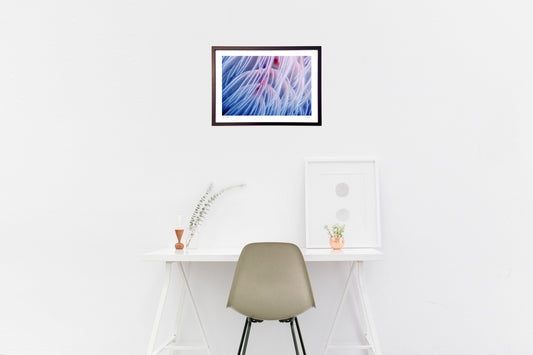 写真　ダイビングで見つけた海底の花火 (水中写真)