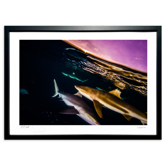 写真　夕焼けのラグーンで出会ったサメ#2 (横)