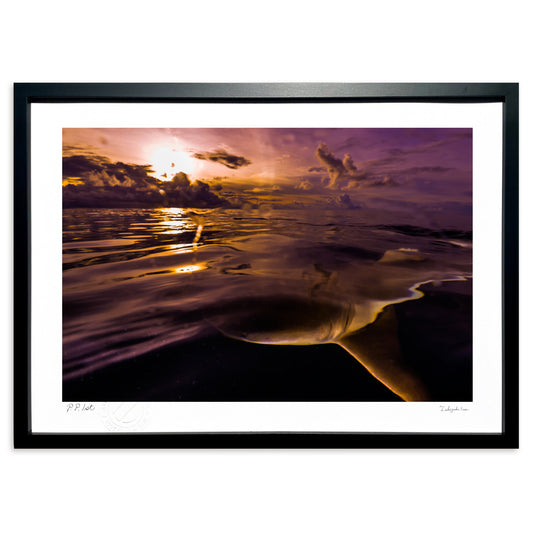 写真　夕焼けのラグーンで出会ったサメ#3(横)