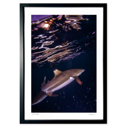 写真　夕焼けのラグーンで出会ったサメ#5(縦)