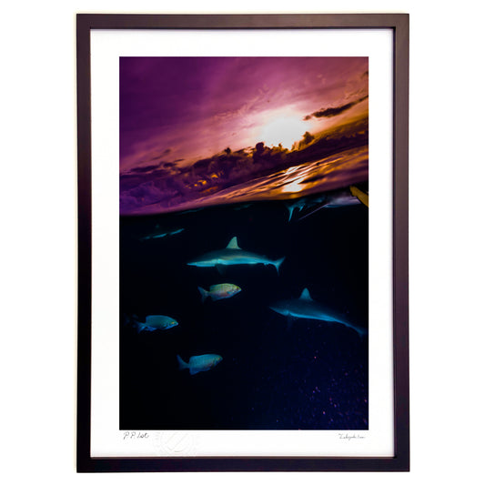 写真　夕焼けのラグーンで出会ったサメ#12(縦)