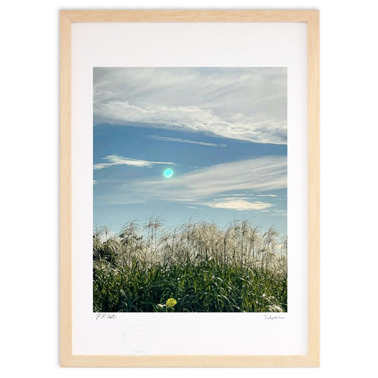 輝くススキと空