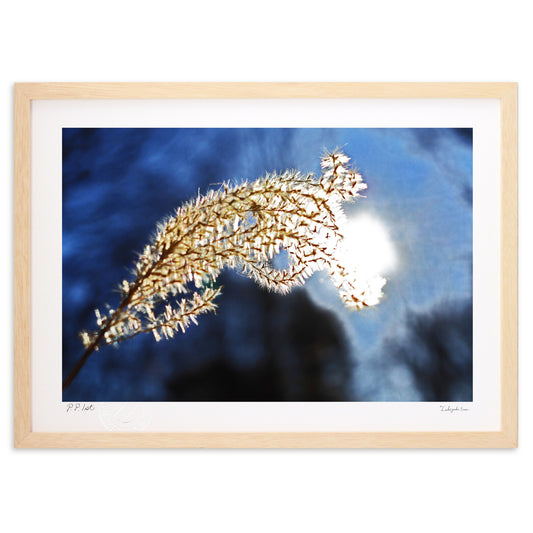 からっ風と枯れすすき