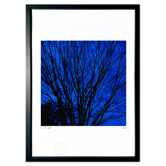 うみうちわの夜