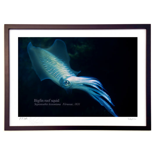 Twilight Timeのアオリイカ