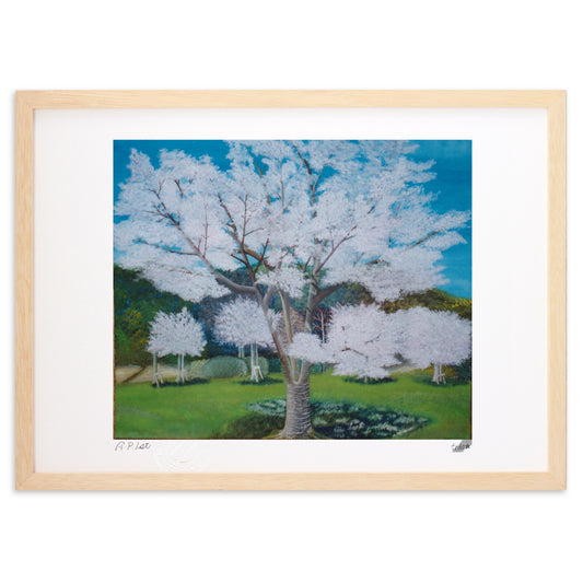 千葉県習志野市  秋津公園の桜