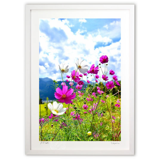 風に靡くコスモス