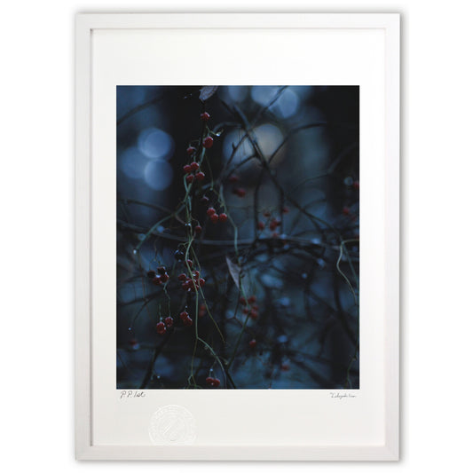 夜明けの青、実の赤