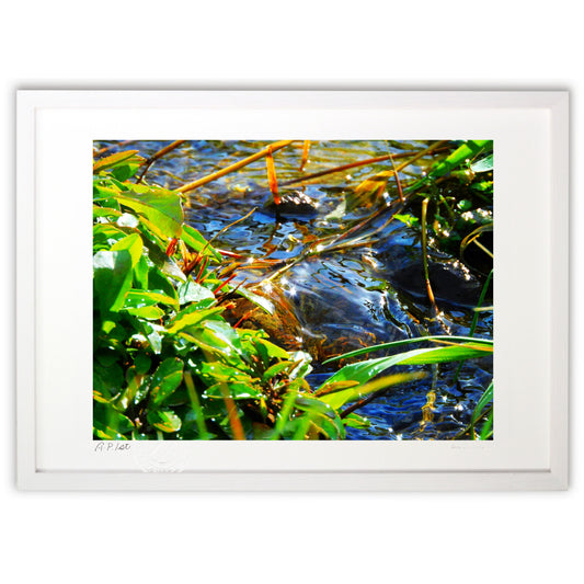 空うつす雪どけ水