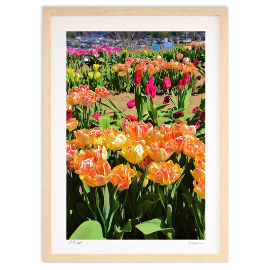 アイスチューリップ