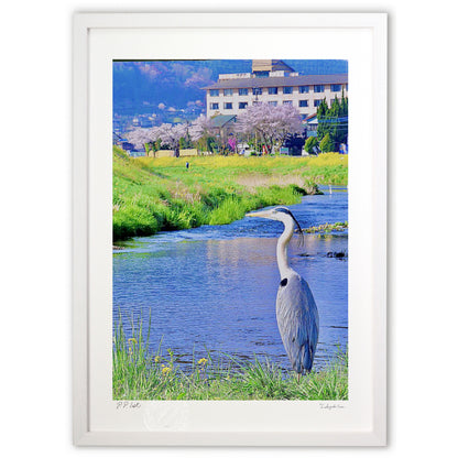 Herons Cherry Blossom Viewing