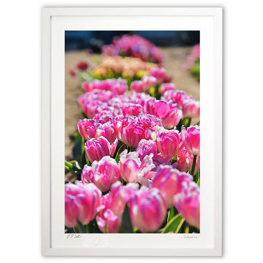 アイスチューリップⅣ