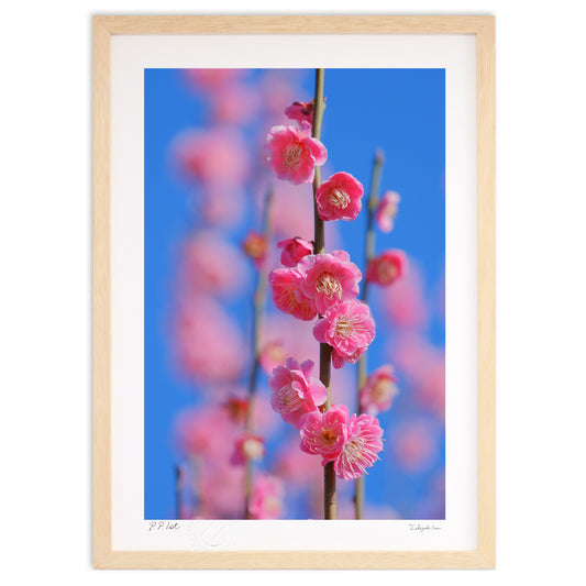 写真 青空と梅（縦）