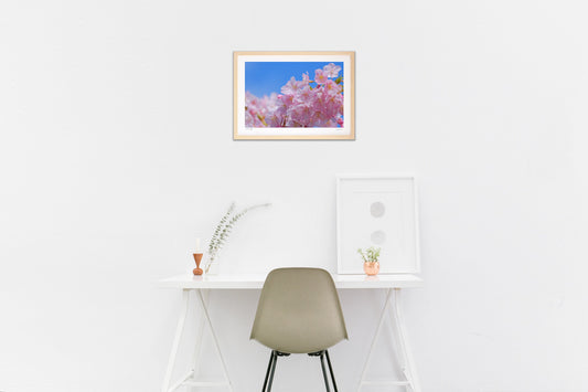 写真 青空と河津桜（横）