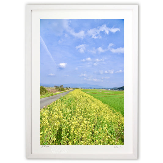 川べりの菜の花畑