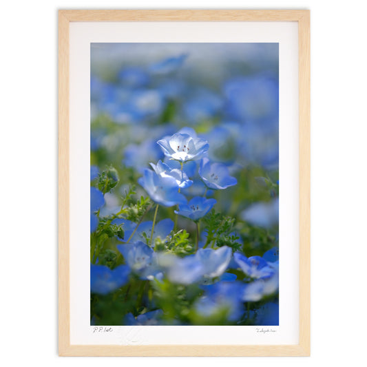 ネモフィラの輝き