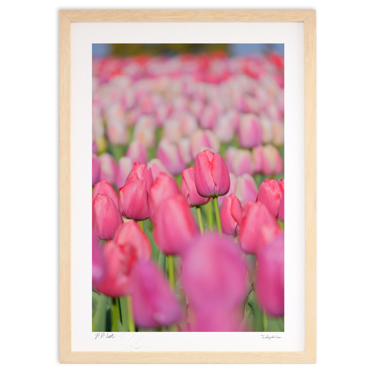 ピンクのチューリップ – 絵画や壁飾り販売｜風景投稿販売あゆわら(R)