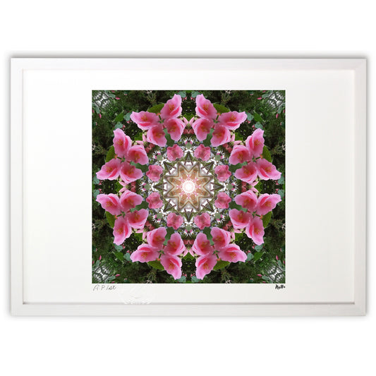 Butterfly Dream Camellia