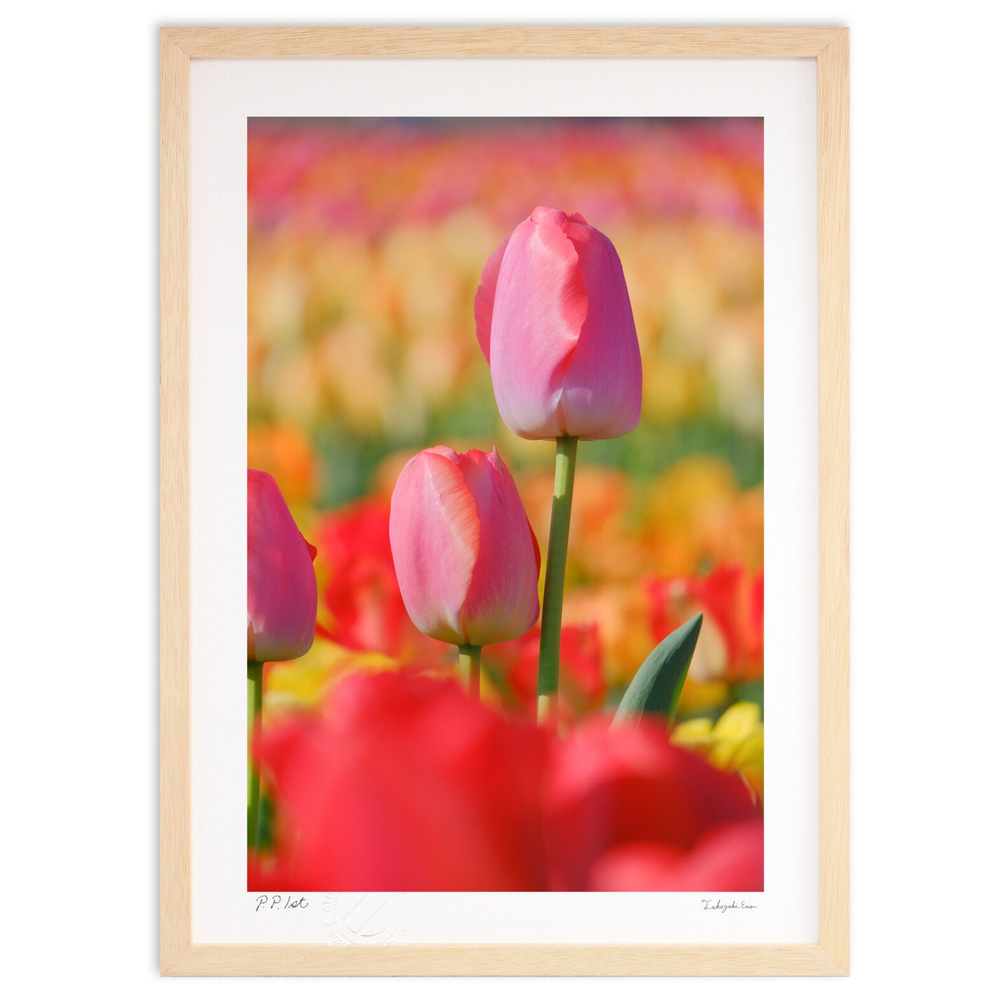 チューリップ畑のピンク