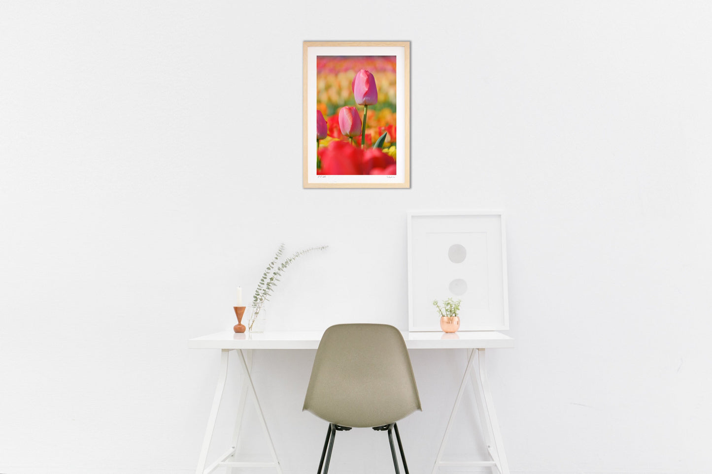 チューリップ畑のピンク