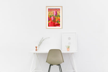 チューリップ畑のピンク