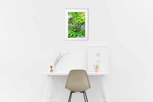 アサギマダラとフジバカマ