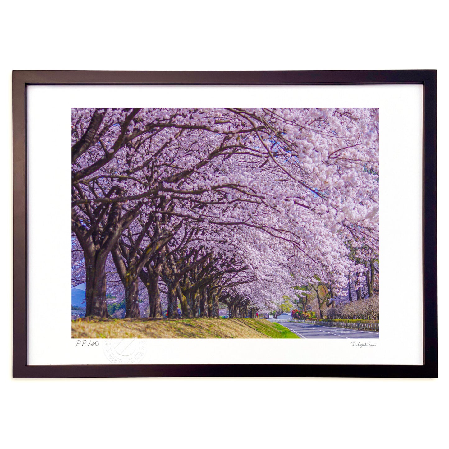 春爛漫！目の前を彩る桜並木