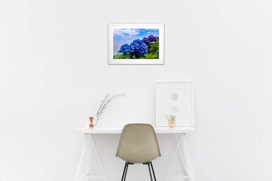 綺麗なアジサイ