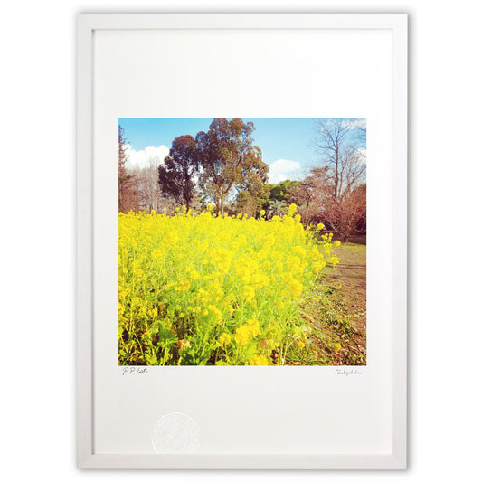 あの日の菜の花