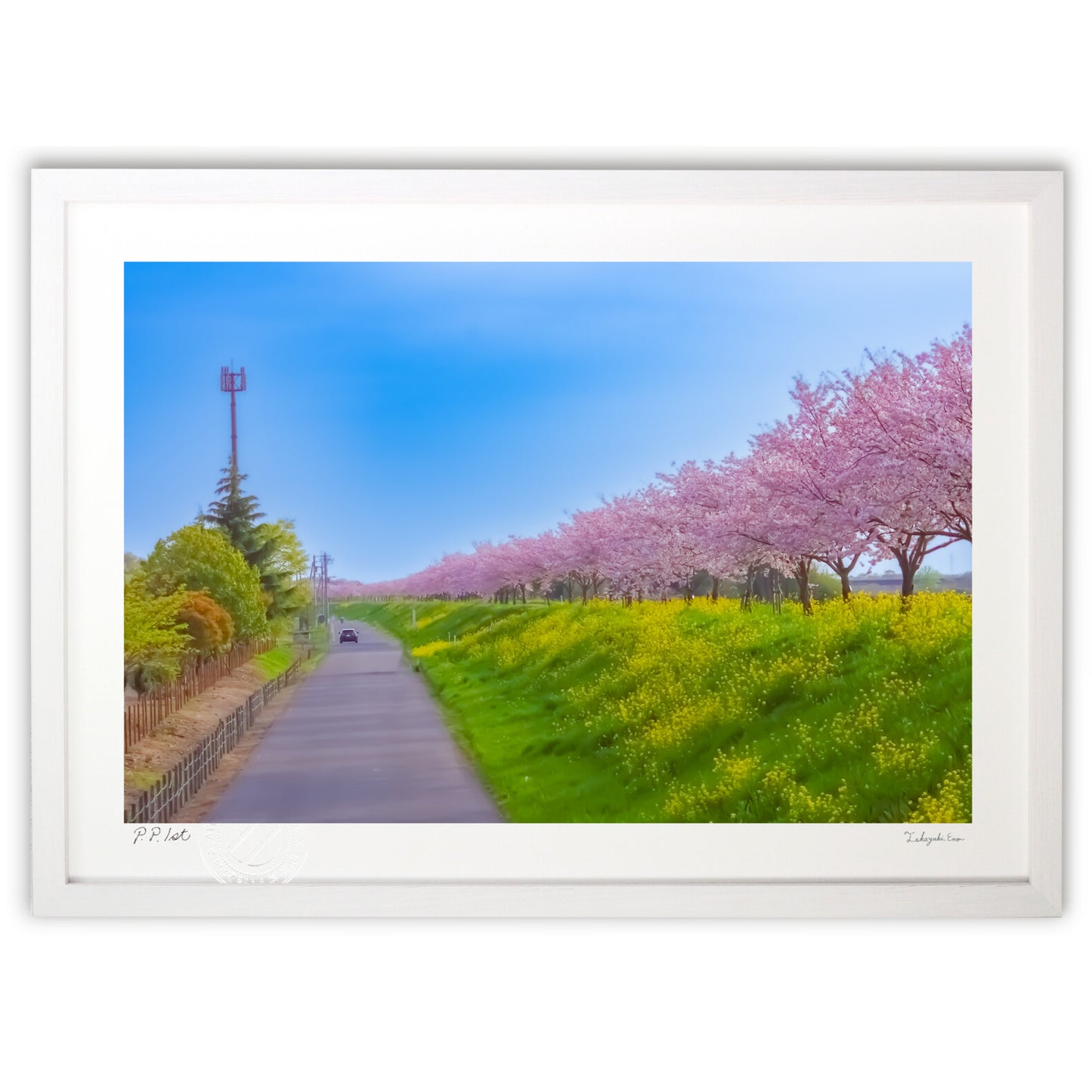 春爛漫！桜並木のある風景