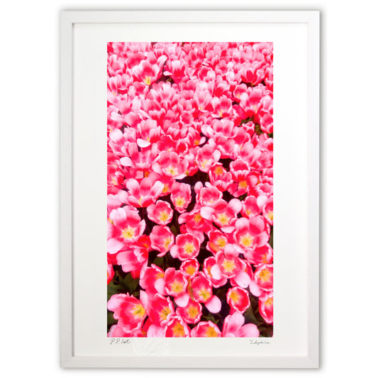 チューリップの花