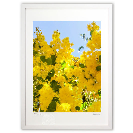 アカシアの花と木漏れ日