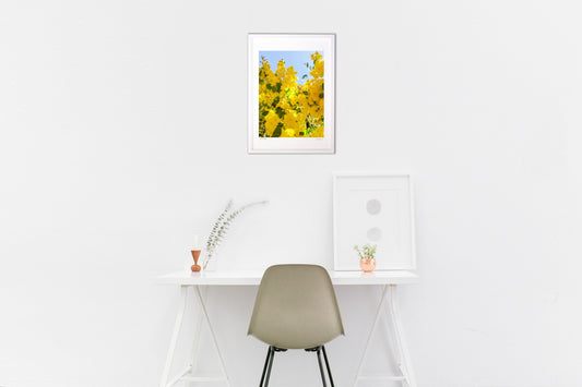 アカシアの花と木漏れ日